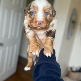 Buddy - Red merle male Australian Shepherd puppy in Tyner, Kentucky from Lil’ Town Aussies