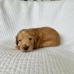 Jelly - Apricot female Goldendoodle puppy in Montgomery, Texas from Dacus Doodles