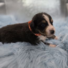 Australian Shepherd Puppies from Crooked Creek Australian Shepherds