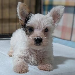 AKC (small parents) - Parti male Yorkshire Terrier puppy in Greencastle, Indiana from Tiny Tushy Lodge