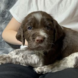 Mr. Darcy - Liver white and roan male English Springer Spaniel puppy in Battle Creek, Michigan from Eden Springer Spaniels