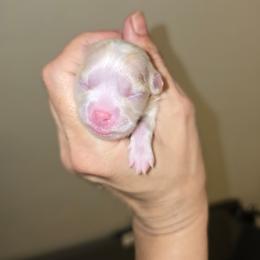 Girl 2 - Cream sable parti female Pomeranian puppy in Ontario, Oregon from S'more Pomeranians
