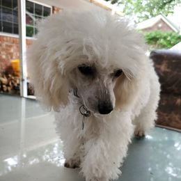 Luna  - Poodle
