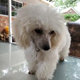 Luna  - Poodle
