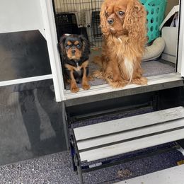 Cavalier King Charles Spaniel Puppies from Meant To Be Cavalier King Charles Spaniels