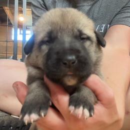 Female 4 - Fawn female Anatolian Shepherd Dog puppy in Daggett, Michigan from T&S Anatolians