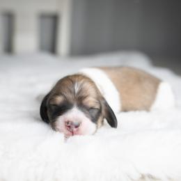 Dachshund puppies from Dachsy