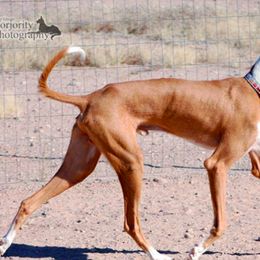 Ibizan Hounds from SunRumba Sighthounds