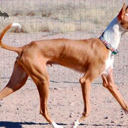 Ibizan Hounds from SunRumba Sighthounds