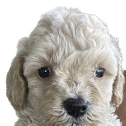 Goldendoodle and Poodle Puppies from King’s  Castle of Doodles