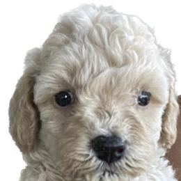 Goldendoodle and Poodle Puppies from King’s  Castle of Doodles
