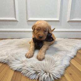 Black collar male - Dark golden male Golden Retriever puppy in Baytown, Texas from Golden Tails of Texas