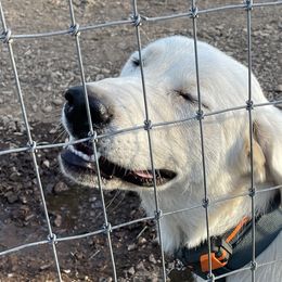 Dachshunds from AJMT Ranch and Country Doxies