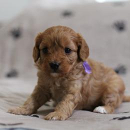 Lovie - Red female Cavapoo puppy in Springtown, Texas from North Texas Puppies