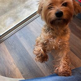 Lola - Gold female Yorkshire Terrier puppy in Ocala, Florida from Yorkie  And Shih Tzu Love