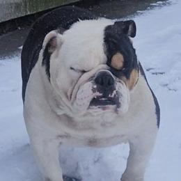 Bulldogs and French Bulldogs from costal kennels