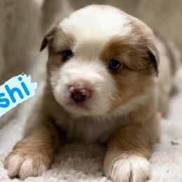 Yoshi - Red merle male Miniature Australian Shepherd puppy in South Central, Pennsylvania from Windy Hills Mini Aussies & Doodles