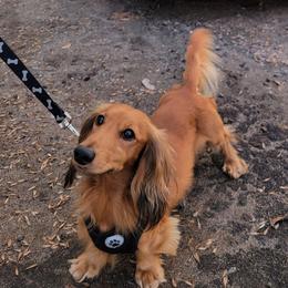 Winston - Dachshund