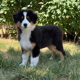 Kiss Me I'm Irish - Black tri-color female Australian Shepherd puppy in Touchet, Washington from Windust Kennels