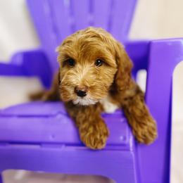 Cavapoo, Goldendoodle, and Golden Retriever Puppies from Canterbury Canines