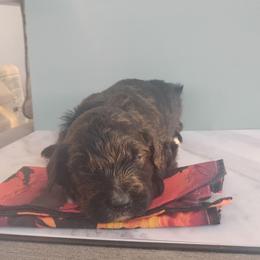 Bear - Black tri-color male Aussiedoodle puppy in Apache Junction, Arizona from Loving Doodle