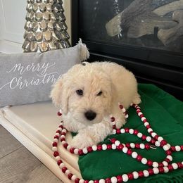 Goldendoodle Puppies from Pacific Goldendoodle, LLC