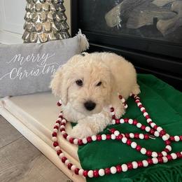 Goldendoodle Puppies from Pacific Goldendoodle, LLC