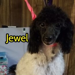 Jewels - Poodle