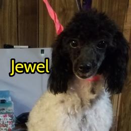 Jewels - Poodle
