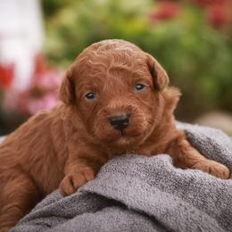Sawyer - Red  male Poodle puppy in Nappanee, Indiana from Perfect Match Poodles