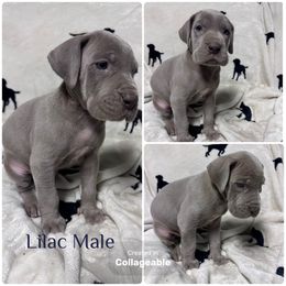Great Dane puppies from North Cedar Danes