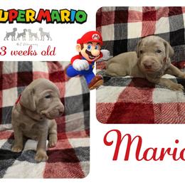 MARIO - Silver gray male Weimaraner puppy in Ferrum, Virginia from LAAT Weims