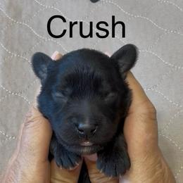 Crush red collar - Black male Whoodle puppy in Pima, Arizona from Schmidt's K9s