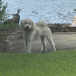 Della Reign - Poodle