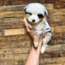 Blue merle harlequin 2250 expect 9lbs - Blue merle female Toy Australian Shepherd puppy in Brashear, Texas from Double R farms