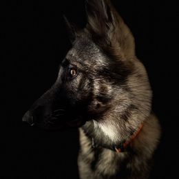 Mako - German Shepherd