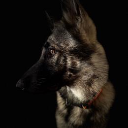 Mako - German Shepherd