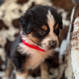 Pumpkin Spice - Black tri-color male Australian Shepherd puppy in Wayne, West Virginia from Creek Side Aussies & Doodles