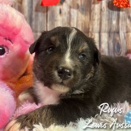 Australian Shepherd and Pembroke Welsh Corgi Puppies from Lewis Aussie’s & Corgi’s