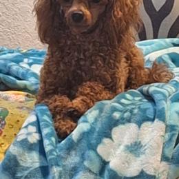 Penny - Poodle