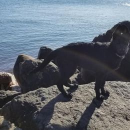 German Shepherd All Grown Up from Lindhalla German Shepherds