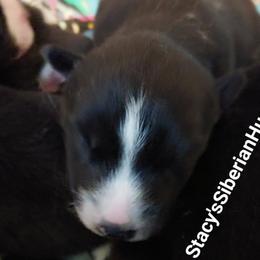 Gwen - Black and white female Siberian Husky puppy in Savannah, Georgia from Stacy's Siberian Huskies