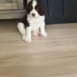 Yellow boy - White and liver male English Springer Spaniel puppy in Lufkin, Texas from Shifletknight Springer Spaniels
