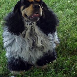 Cocker Spaniel All Grown Up from Moonfyre cockers