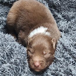 Australian Shepherd Puppies from Tatum's Aussie Possie