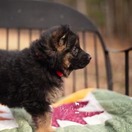 Belle - Black and red female German Shepherd puppy in Pomona, Missouri from Dry Creek Puppies, LLC