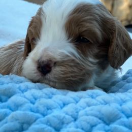 Cavachons, Cavalier King Charles Spaniels, Cavapoos, and Poodles from Tinkerpups