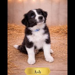 Ash - Black & white male Australian Shepherd puppy in Citra, Florida from AEW Farm
