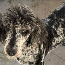 Goldendoodles from J & M Stables