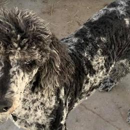 Goldendoodles from J & M Stables